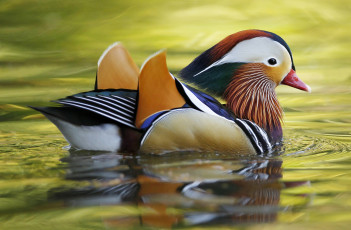 Картинка животные утки круги вода озеро краски клюв перья мандаринка утка