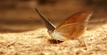 Картинка животные бабочки +мотыльки +моли itchydogimages макро насекомое бабочка коричневая крылья усики