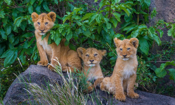 Картинка животные львы ветки трио трава малыши львята камни листья