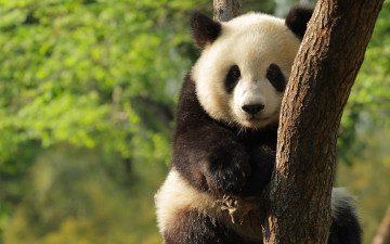 Картинка панда животные панды медведи
