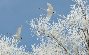 Картинка животные лебеди иней ветки зима полет