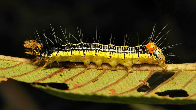 Обои картинки фото животные, гусеницы, itchydogimages, макро, гусеница, лист