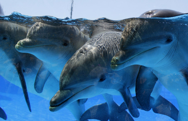 Обои картинки фото животные, дельфины, бассейн, вода, море, стая, группа