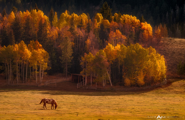 Обои картинки фото животные, лошади, осень, долина, природа, лошадь, лес