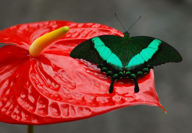 Обои картинки фото животные, бабочки,  мотыльки,  моли, узор, крылья, бабочка, цветок