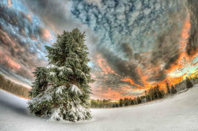 Обои картинки фото природа, зима, тучи, снег, ель