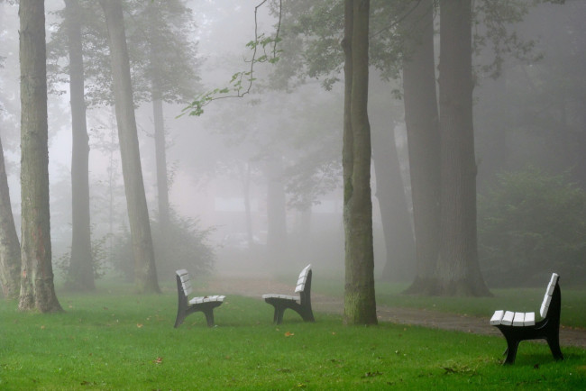 Обои картинки фото природа, парк, скамьи, туман