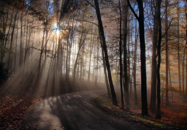Обои картинки фото природа, дороги, лес, осень, свет, дорога