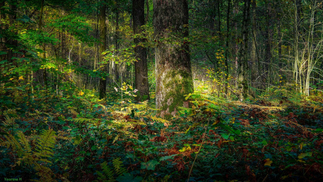 Обои картинки фото природа, лес, свет, дерево, зелень