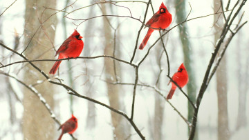 Картинка животные птицы виргинский кардинал красный