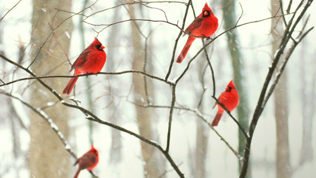 Обои картинки фото животные, птицы, виргинский, кардинал, красный