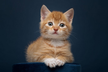 Картинка животные коты кошка взгляд поза котенок портрет лапки рыжий лежит