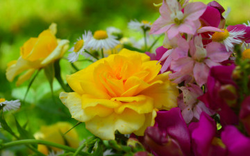 обоя цветы, разные вместе, жёлтая, роза
