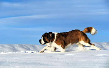 Картинка животные собаки собака сенбернар снег
