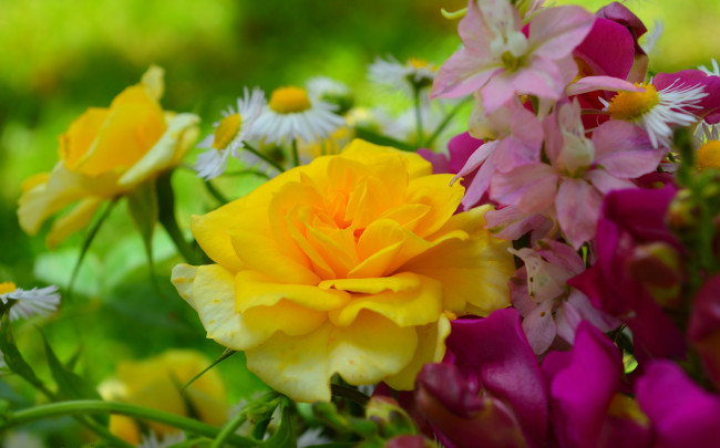 Обои картинки фото цветы, разные вместе, жёлтая, роза