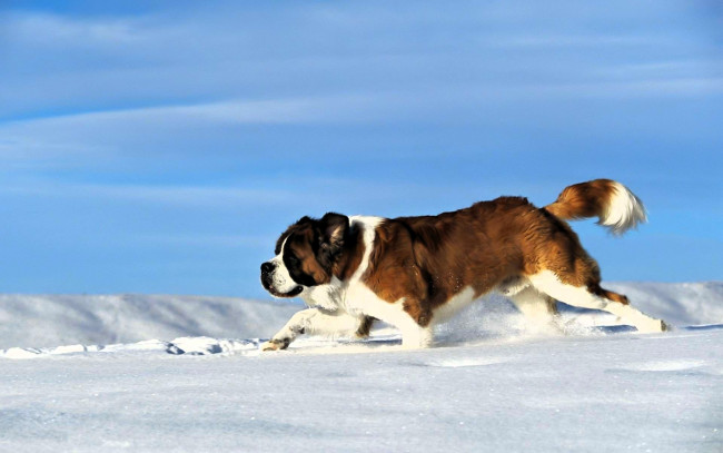 Обои картинки фото животные, собаки, собака, сенбернар, снег