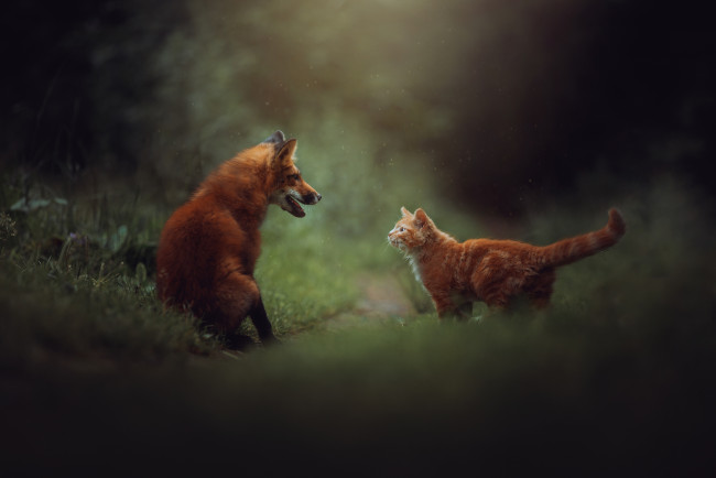 Обои картинки фото животные, разные вместе, встреча, лиса, кот, кошка