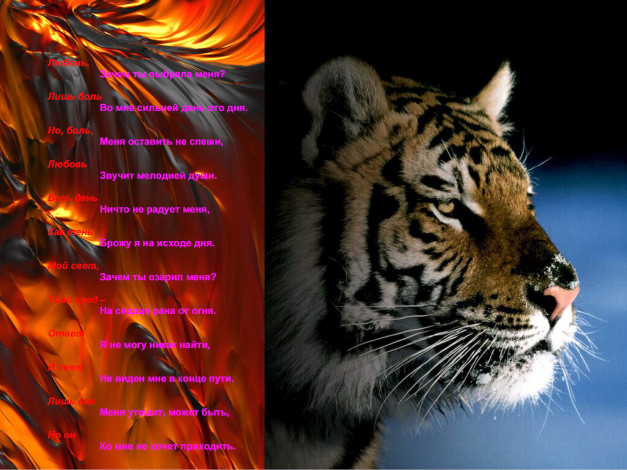 Обои картинки фото песнЯ, тигра, животные, тигры