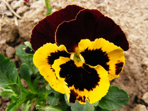 Картинка цветы анютины глазки садовые фиалки яркий двухцветный макро
