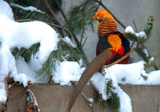 Картинка животные глухари тетерева фазаны снег сосна золотой фазан