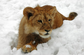 Картинка животные львы снег львёнок котёнок