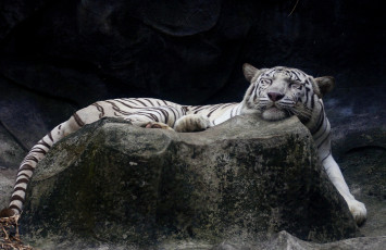 Картинка животные тигры камень хищник