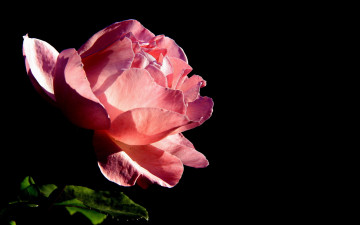 Картинка цветы розы роза макро