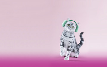 Картинка животные коты котёнок наушники