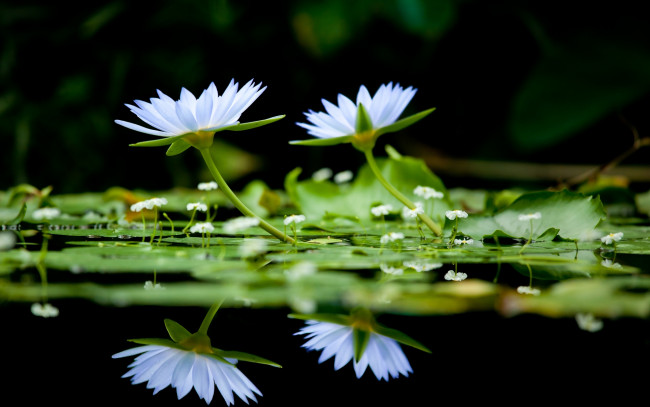 Обои картинки фото цветы, лилии, водяные, нимфеи, кувшинки, вода, отражение