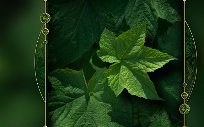 Обои картинки фото природа, листья, зеленый