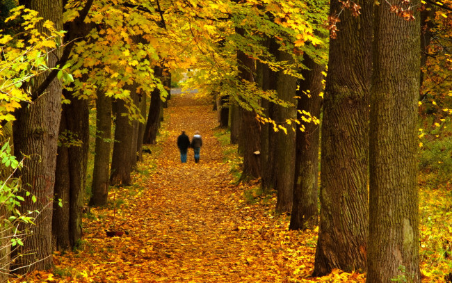 Обои картинки фото природа, парк, осень, деревья, прогулка