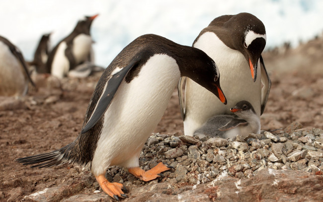 Обои картинки фото животные, пингвины, субантарктический, пингвин, птенец, камушки