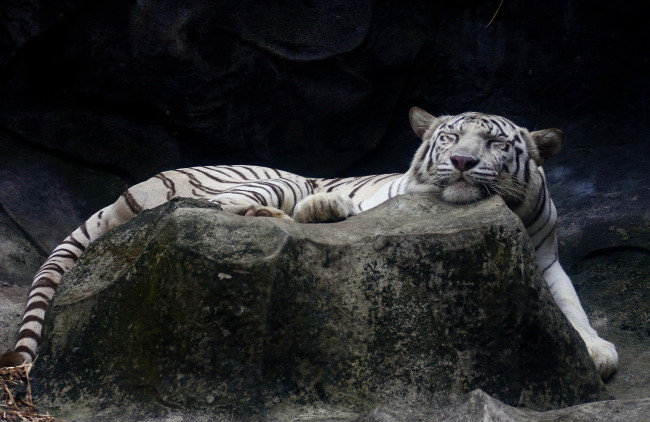 Обои картинки фото животные, тигры, камень, хищник