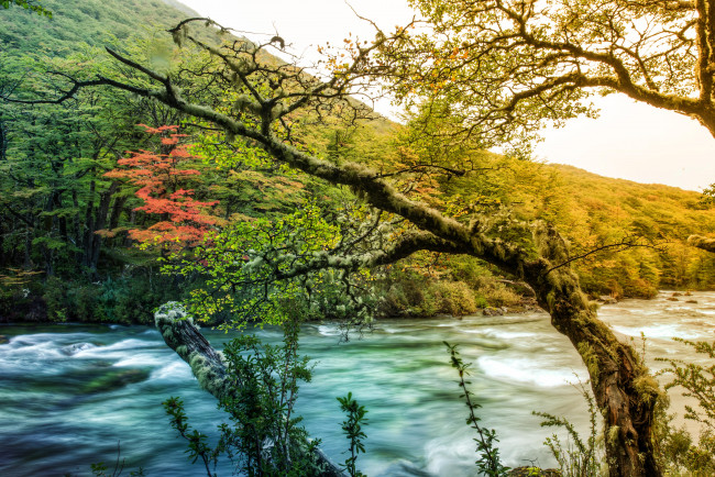Обои картинки фото природа, реки, озера, вода, деревья, течение