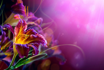 Картинка цветы лилии +лилейники изгибы усики