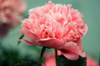 Картинка цветы пионы пион розовый цветок