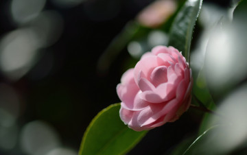 Картинка цветы камелии макро цветок камелия розовый лепестки нежность
