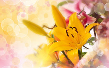 Картинка цветы лилии +лилейники боке лепестки букет