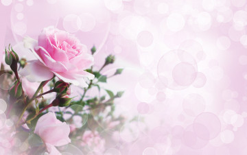 Картинка цветы розы цветок роза боке