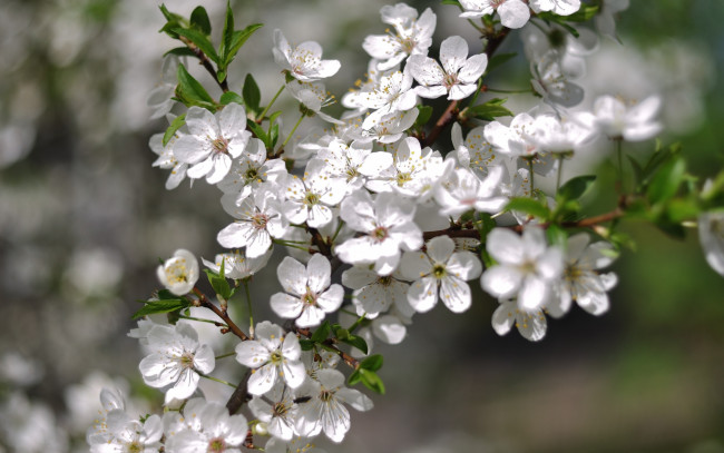 Обои картинки фото цветы, цветущие деревья ,  кустарники, яблоня, ветка, весна