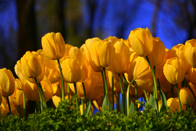 Обои картинки фото цветы, тюльпаны, желтые