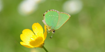 Картинка животные бабочки +мотыльки +моли цветок насекомое утро фон макро бабочка травинка