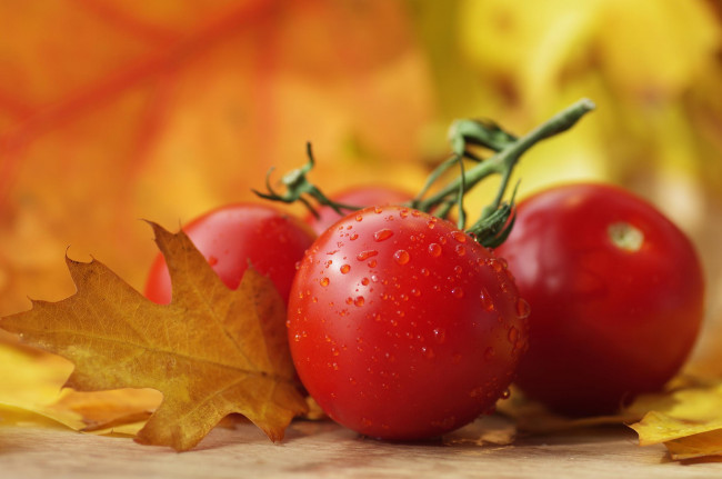 Обои картинки фото еда, помидоры, капли, лист, макро, осень, овощи