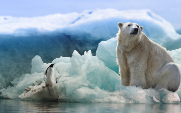 Картинка животные разные+вместе белый медведь пингвин