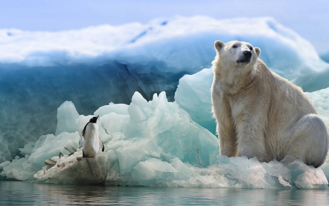 Обои картинки фото животные, разные вместе, белый, медведь, пингвин