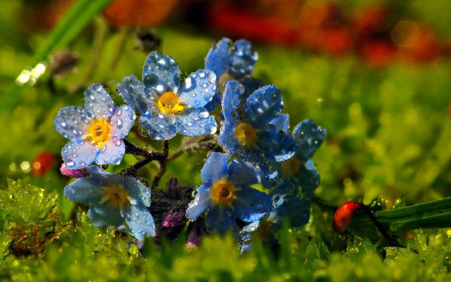 Обои картинки фото цветы, незабудки, голубые, капли