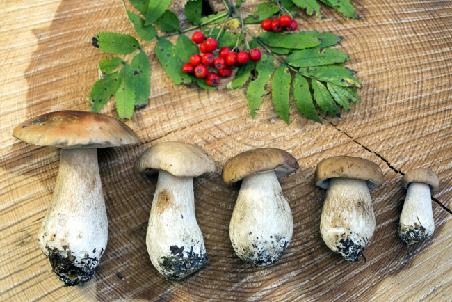 Обои картинки фото еда, грибы,  грибные блюда, ветка, рябина, лесные, боровики
