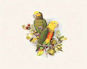 Картинка рисованное животные +птицы +попугаи попугаи пара ветка