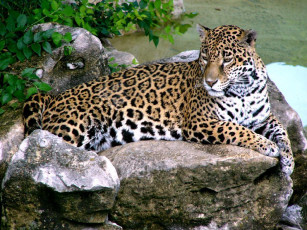 Картинка jaguar животные Ягуары