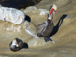 Картинка пеликан животные пеликаны
